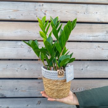 Zamioculcas zamifolia (Zamiokulkas) - kont. C2L, výška 25-35 cm